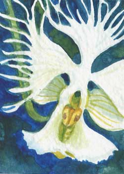 "Fringed Prairie Orchid" by Helen Klebesadel, Madison WI - Watercolor